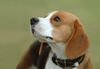 Beagle Foto: auf dem Hundeplatz (ID 20471) Beagle Hund
