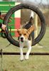 Beagle Foto: auf dem Hundeplatz (ID 20472) Beagle Hund