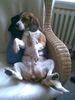 Beagle Foto (ID 44440) Beagle Hund