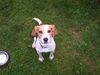 Beagle Foto (ID 13042) Beagle Hund