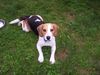 Beagle Foto: Whyski, eine 10 Monate alte Hündin aus einem 8.er Wurf (ID 13019) Beagle Hund