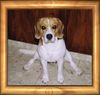 Beagle Foto: Ich kann Spagat !!! (ID 17121) Beagle Hund