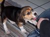 Beagle Foto: Der kleine Kampfhund ;-)) (ID 30901) Beagle Hund