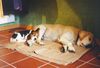 Beagle Foto: Kleine Ganoven haben auch ein Anlehnungsbedürfnis. (ID 15984) Beagle Hund