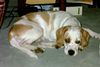 Beagle Foto: Mein Amigo,ein Beagle-Mix (ID 12987) Beagle Hund