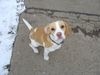 Beagle Foto: Wann gehen wir endlich weiter? (ID 19197) Beagle Hund
