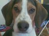 Beagle Foto: was guckst Du! Max (9er Monat) (ID 32325) Beagle Hund