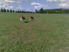 Beagle Foto (ID 44441) Beagle Hund
