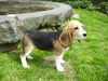 Beagle Foto: Tweety Girl of the Jolly Kids (ID 31553) Beagle Hund