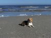 Beagle Foto: Jessie auf Norderney (ID 29826) Beagle Hund