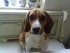 Beagle Foto: Mein Schatz Lucy (ID 22258) Beagle Hund