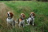 Beagle Foto: Aico, Lucy und Hexe (ID 34033) Beagle Hund