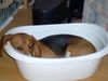 Beagle Foto: Olli macht gr. Wäsche (ID 12572) Beagle Hund