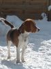 Beagle Foto: Olli, der Beagle (ID 12571) Beagle Hund
