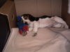 Beagle Foto: Baby-Alf (ID 28861) Beagle Hund