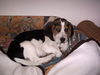 Beagle Foto: Baby-Alf (ID 28862) Beagle Hund