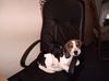 Beagle Foto: alf (ID 21664) Beagle Hund
