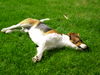Beagle Foto: max (ID 35222) Beagle Hund