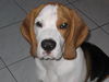 Beagle Foto (ID 35203) Beagle Hund
