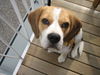 Beagle Foto: was guckst du? (ID 30674) Beagle Hund