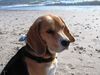 Beagle Foto: velten (ID 37022) Beagle Hund