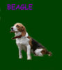 Beagle Foto: Alles hat ein Ende nur die Wurst hat zwei (ID 37574) Beagle Hund