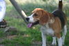 Beagle Foto: bekomme ich auch etwas ? (ID 24864) Beagle Hund