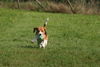 Beagle Foto: Mein Ball (ID 24865) Beagle Hund