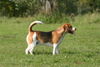 Beagle Foto: Beagle (ID 24866) Beagle Hund