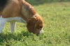 Beagle Foto: Hier riechts aber gut ! (ID 24867) Beagle Hund
