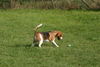 Beagle Foto: Jetzt hab ich dich! (ID 24868) Beagle Hund