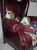 Beagle Foto: Bin beleidigt ... (ID 12142) Beagle Hund