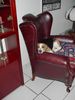 Beagle Foto: Jeany : (ID 12143) Beagle Hund