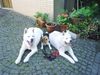 Beagle Foto: Die drei Viechers (ID 24118) Beagle Hund