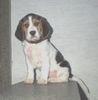 Beagle Foto (ID 17744) Beagle Hund