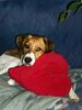 Beagle Foto: Sammy mit Herz (ID 14512) Beagle Hund