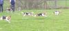 Beagle Foto: Hunderennen!!! (ID 21152) Beagle Hund
