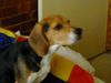 Beagle Foto: hola esta es la pagina (ID 19456) Beagle Hund