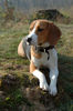 Beagle Foto (ID 37973) Beagle Hund