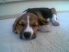 Beagle Foto: Mein Schatz Lucy (ID 22259) Beagle Hund