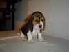 Beagle Foto: Lui 5 Wochen alt (ID 35716) Beagle Hund