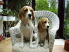 Beagle Foto: Mary Poppins und Tochter Tweety Girl (ID 31568) Beagle Hund