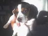 Beagle Foto: Max als Welpe (7 Woche) (ID 32326) Beagle Hund