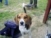 Beagle Foto: Mein Strolch (ID 30466) Beagle Hund