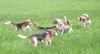 Beagle Foto: Die Meute (ID 21153) Beagle Hund