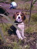 Beagle Foto: unser kleiner flaschenöffner. :-) (ID 26050) Beagle Hund