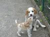 Beagle Foto: das Dreamteam Nectar&Tina (ID 19223) Beagle Hund