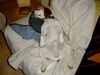 Beagle Foto: so ein Jagdausflug macht fix und alle... (ID 23878) Beagle Hund