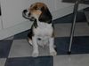 Beagle Foto: OOOOOHHHHHWWWWAAATTTT (ID 8109) Beagle Hund