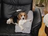 Beagle Foto: Alex (ID 8452) Beagle Hund